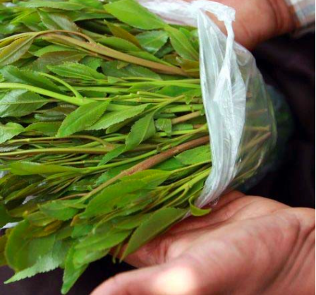 Khat